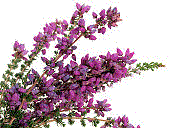 Wild Heather